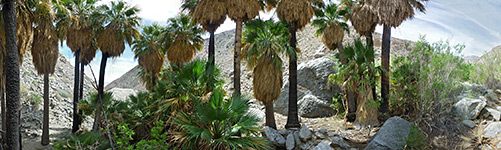 Trees in a palm grove