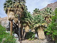 Group of palms