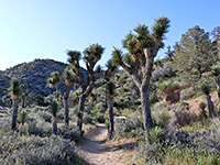 High View Trail