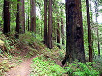 Grizzly Creek/Hikers Loop