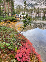 Lakeshore vegetation