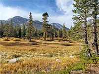 Meadow