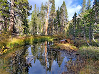 Pond