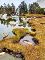 Grassy lakeshore