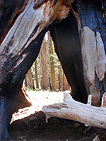 Hollow sequoia trunk