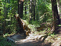 Roots of a fallen redwood