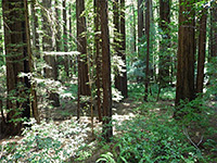 Ferny forest floor