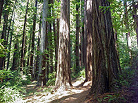 Differently-sized redwoods