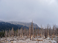 Dead trees by Horseshoe Lake