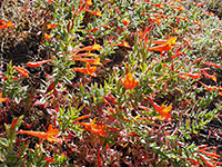 Leaves and flowers