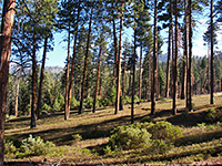 Hotel Creek/ Cedar Grove Overlook