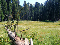 Huckleberry Meadow