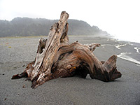 Driftwood