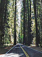 Avenue of the Giants