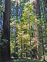 The Rockefeller Forest