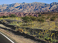 Wildflowers beside Hwy 190