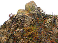 Rock with ice plants