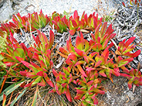 Ice plants