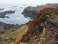 Reddish iceplants