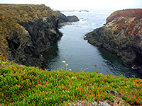 Iceplants by an inlet