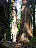 California incense cedar