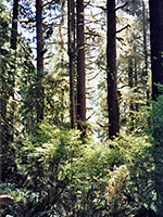 Redwoods and sunny trees