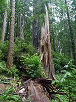 Splintered redwood