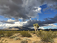 Clouds above Joshua trees