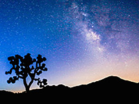 Joshua tree silhouette