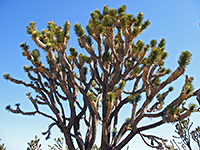 Joshua tree