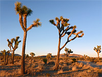 Joshua trees