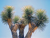 Joshua tree trunks and branches