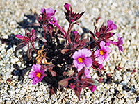 Bigelow's monkey flower