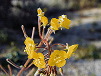 Yellow flowers