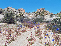 Desert bluebell in a dry wash
