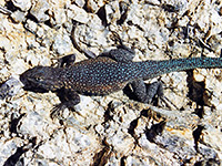 Side-blotched lizard