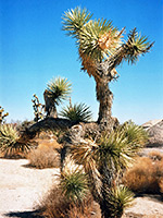 A Joshua tree