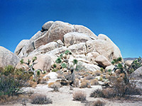 Rocks and Joshua trees