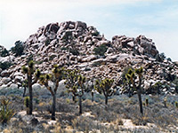 Joshua trees