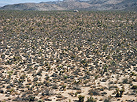 Desert near the White Tank campground