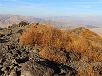 Bushes near the summit