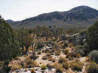 Joshua trees near Kessler Peak