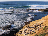 Pelicans and cormorants