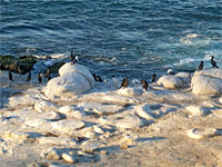 Cormorants