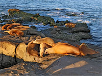 Sea lions