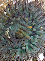 Sunburst anemone