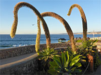 Swan-neck agave