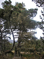 Pine tree with lace lichen