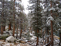Snowy trees