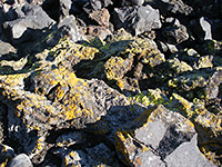 Yellow lichen on lava